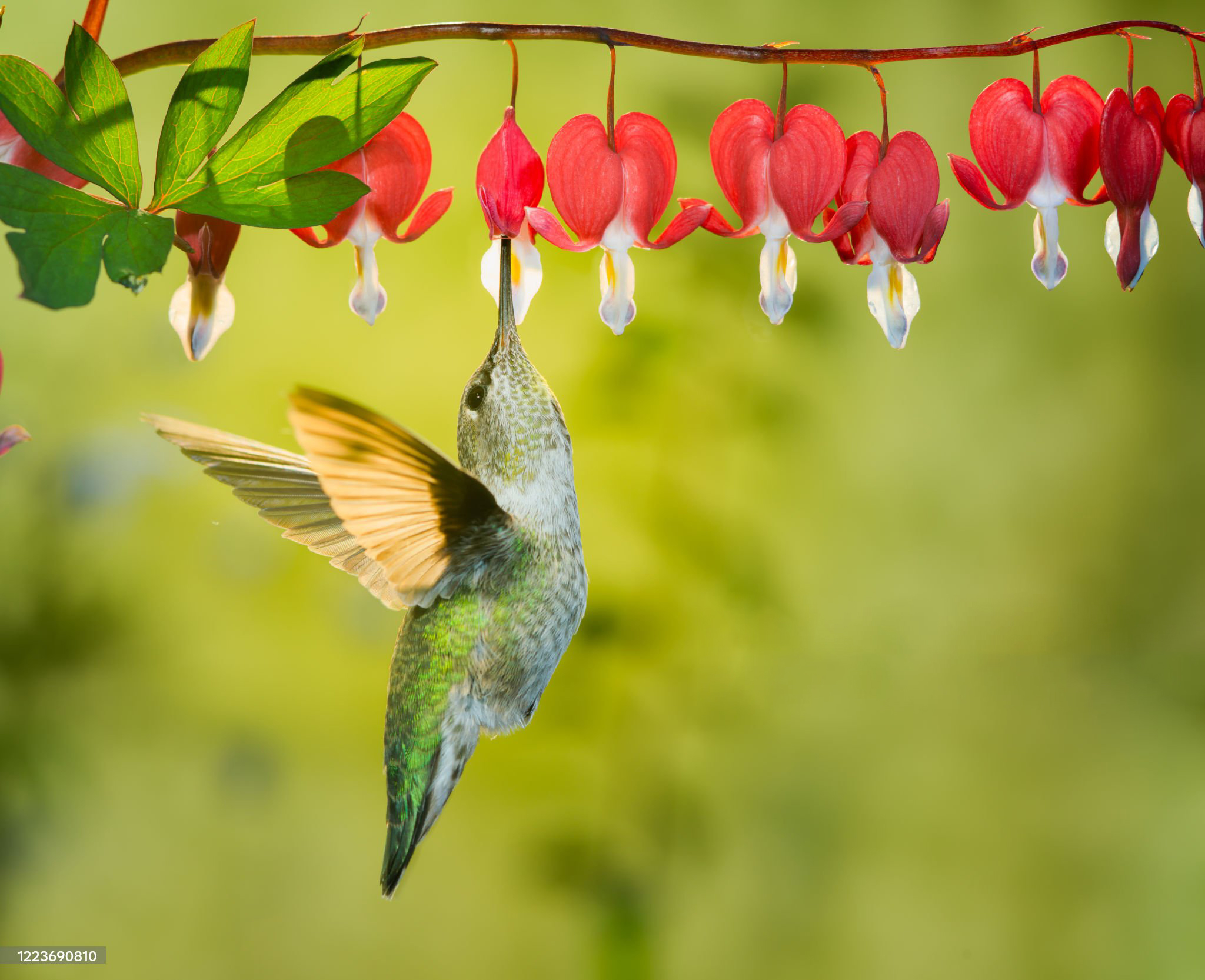Nurturing Hummingbirds through Food and Garden Design: Creating an Enchanting Habitat