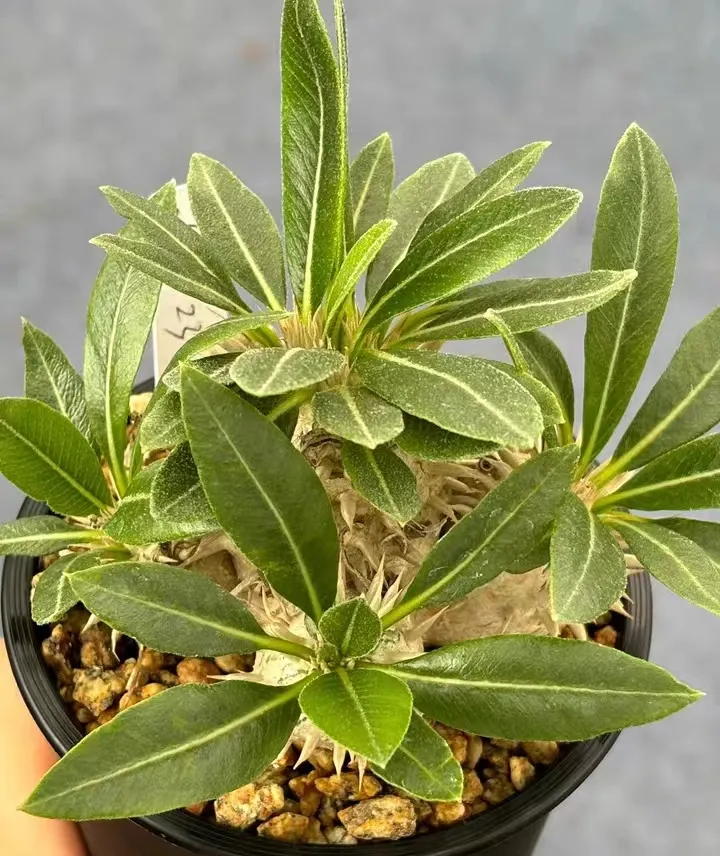 plant Aeonium Echeveria Haworthia  Caudex  Lithops Cactus  Agave 