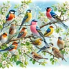Vogel - runder Bohrer Diamant Malerei - 40 * 40cm