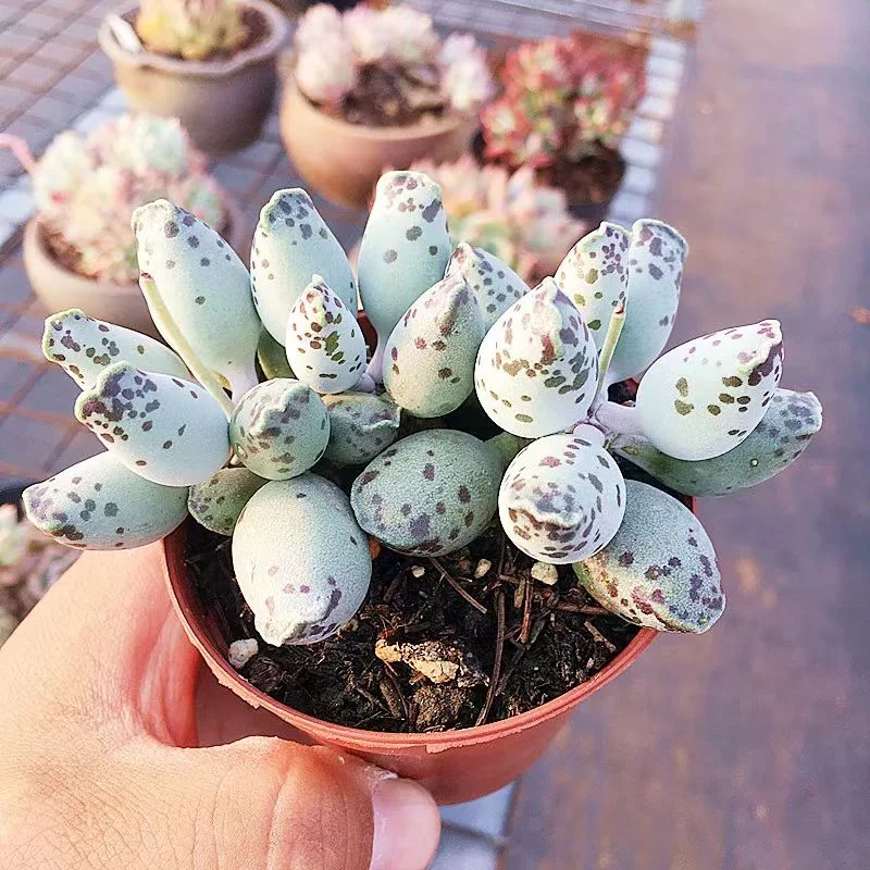 plant Aeonium Echeveria Haworthia  Caudex  Lithops Cactus  Agave 