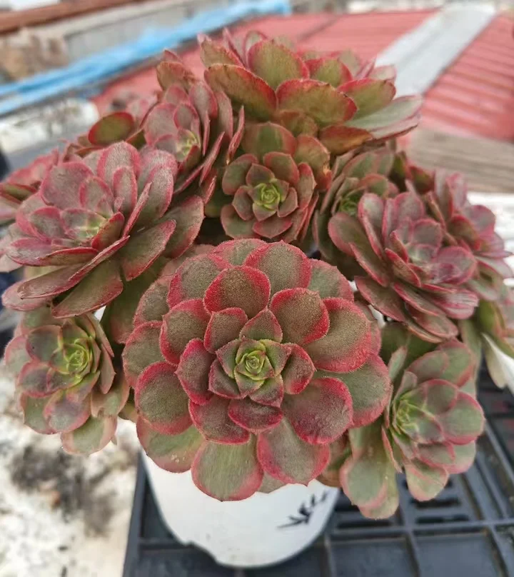 plant Aeonium Echeveria Haworthia  Caudex  Lithops Cactus  Agave 