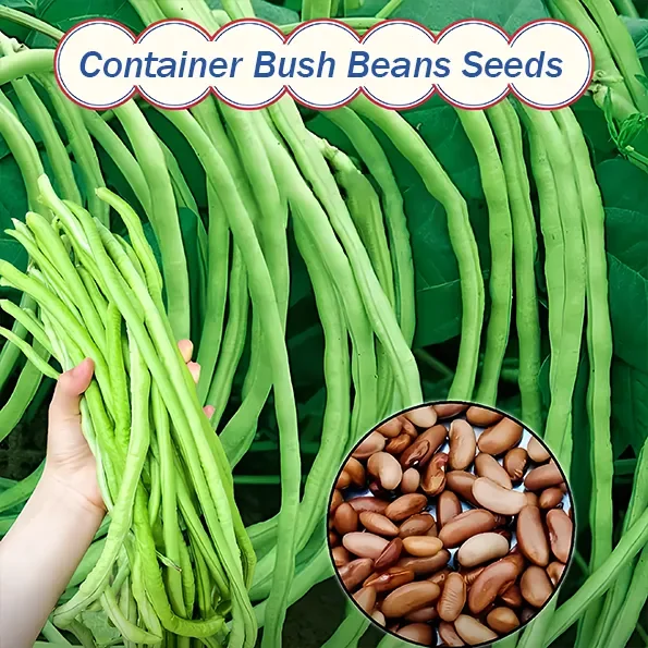 🫘Container Bush Beans Mascotte