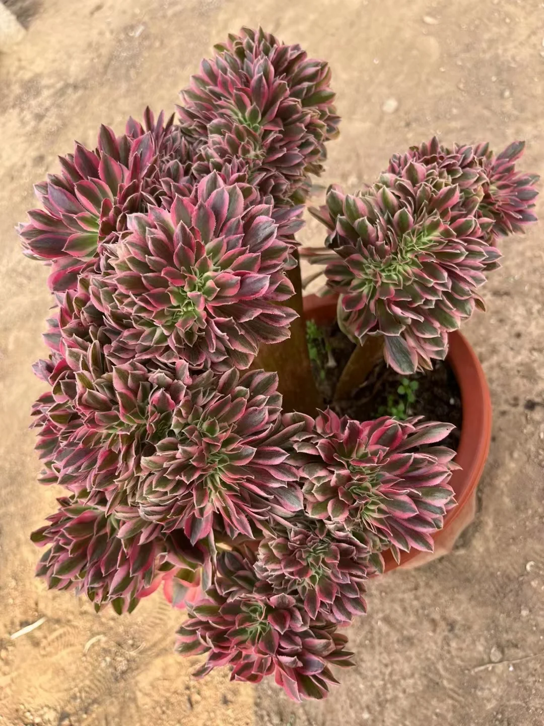 plant Aeonium Echeveria Haworthia  Caudex  Lithops Cactus  Agave 