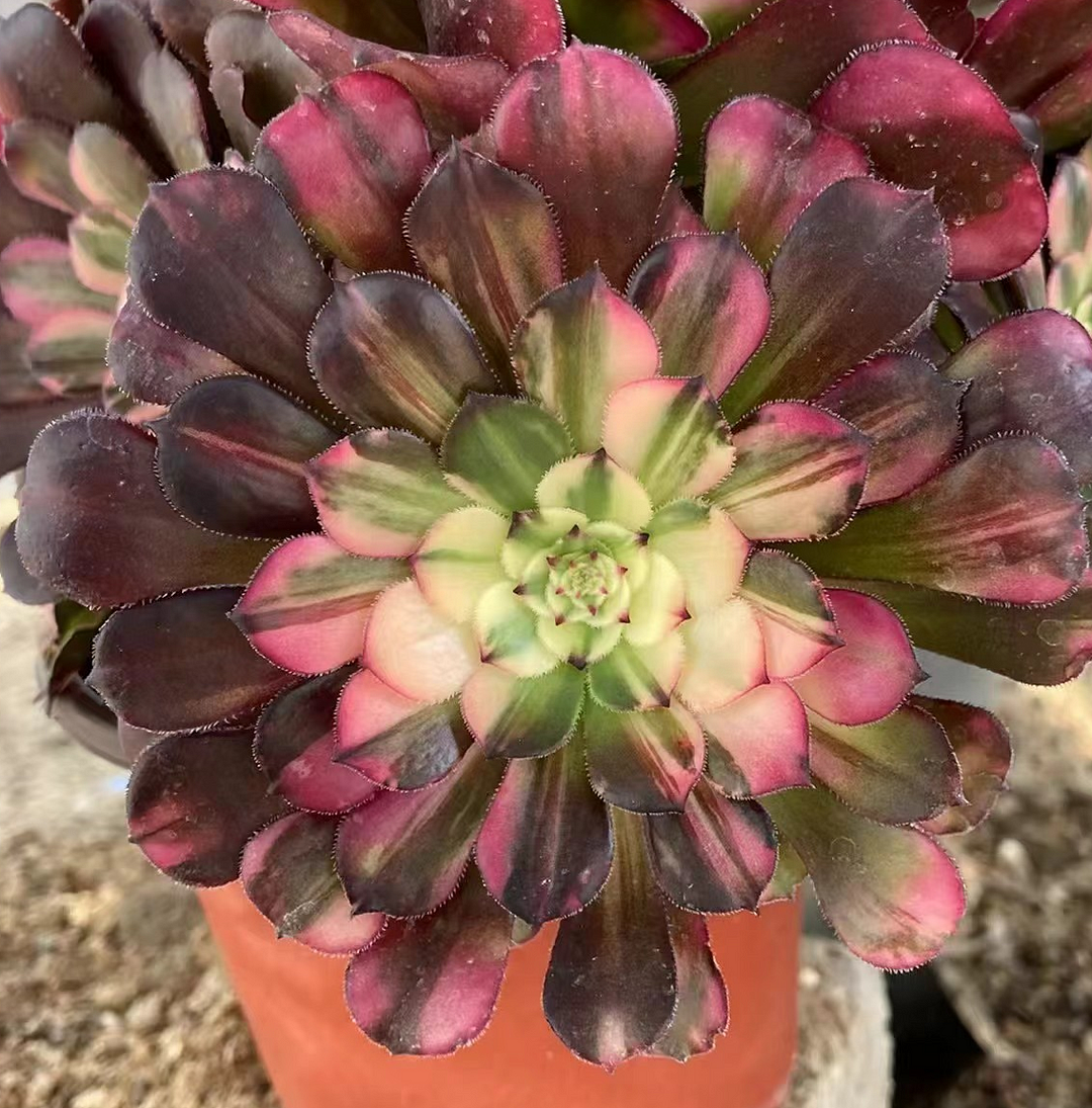 318. Zwartkin var. cutting 6-8cm/ Aeonium plants/Succulent plants / Garden landscape / Carefully select healthy plants