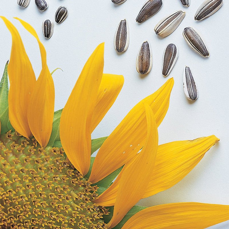 Sunflower, Super Snack Mix Hybrid Jonyparkseed®