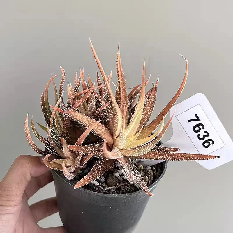 zzyw44.Haworthia fisciata Hakuibijin 10cm/ Haworthia/ Succulent plants / Garden landscape / Carefully select healthy plants