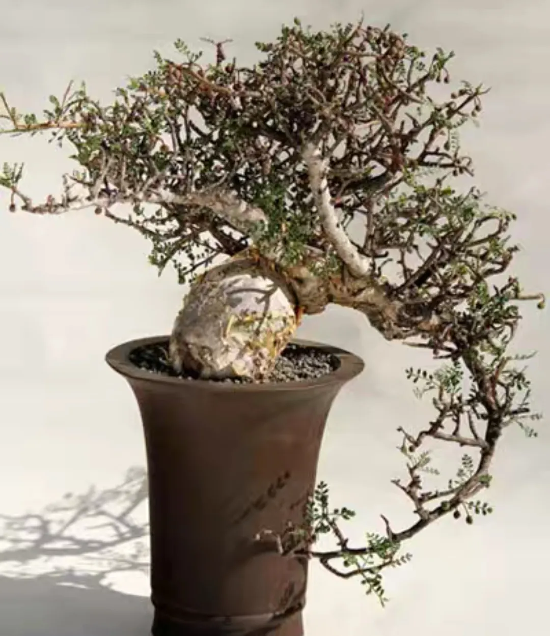 plant Aeonium Echeveria Haworthia  Caudex  Lithops Cactus  Agave 