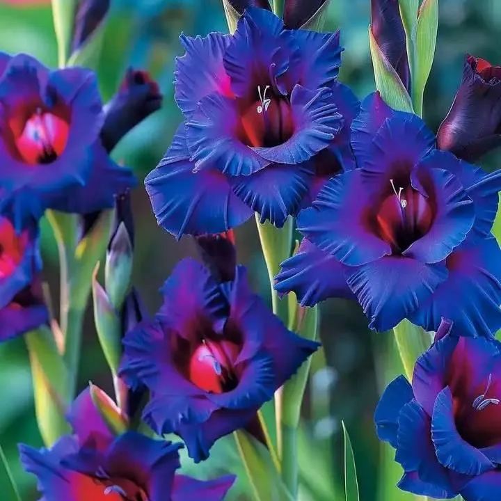 Cosmic Fire Gladiolus Corms🌺