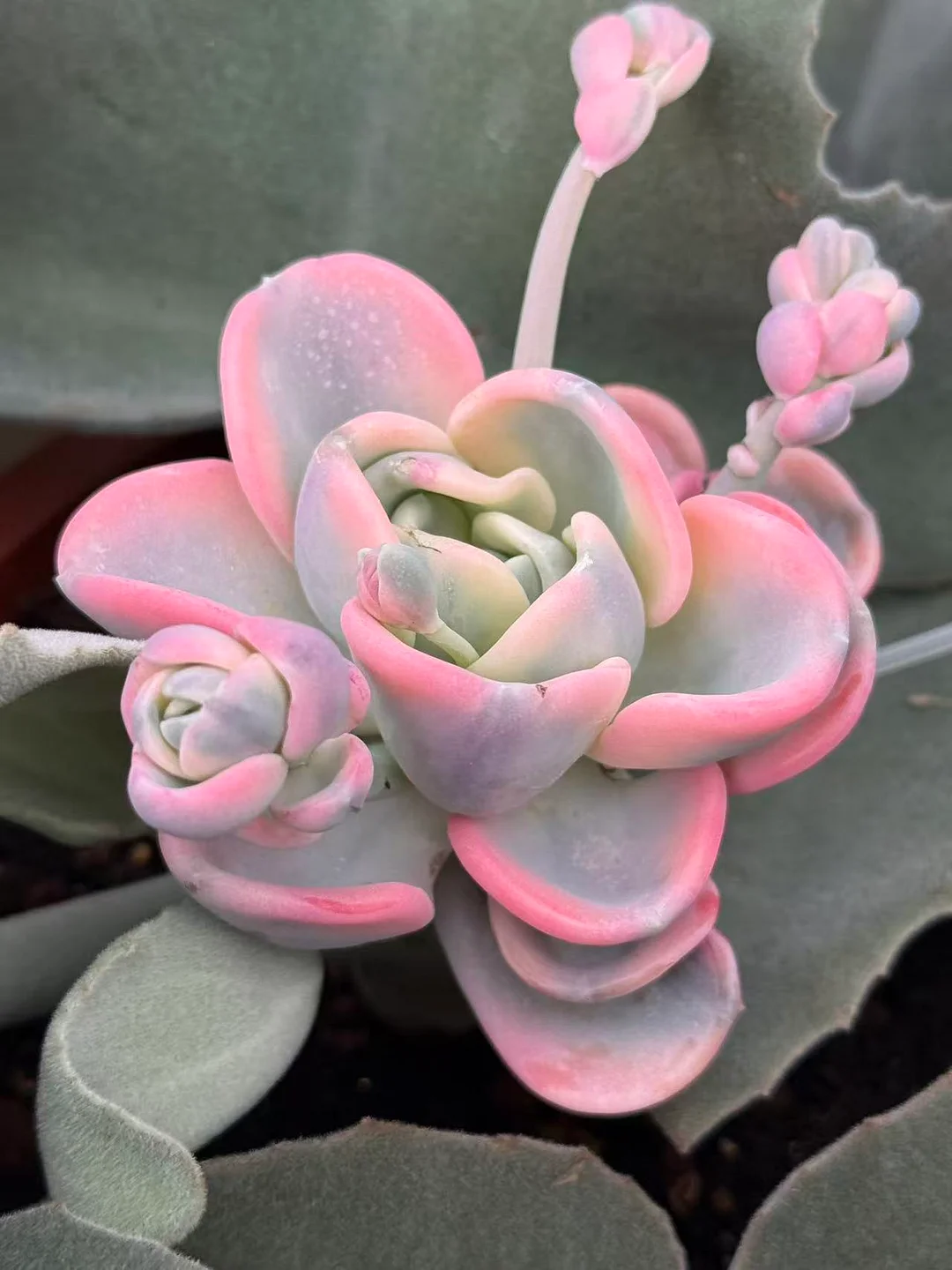 plant Aeonium Echeveria Haworthia  Caudex  Lithops Cactus  Agave 