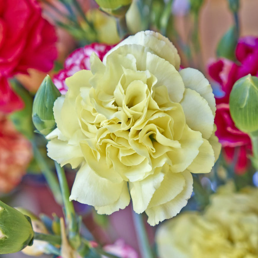 Carnation Chabaud Giant Mix Flower | X 80 Seeds