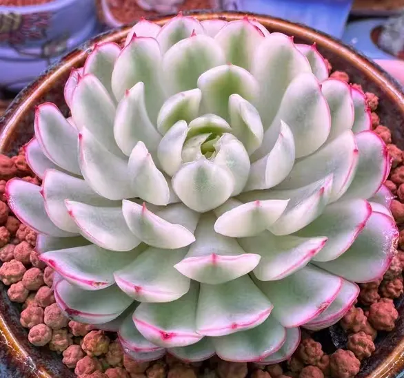 plant Aeonium Echeveria Haworthia  Caudex  Lithops Cactus  Agave 