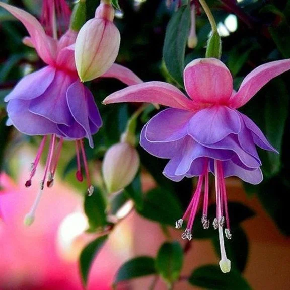 Hanging Bell Begonia Flower Seeds-Various colors available