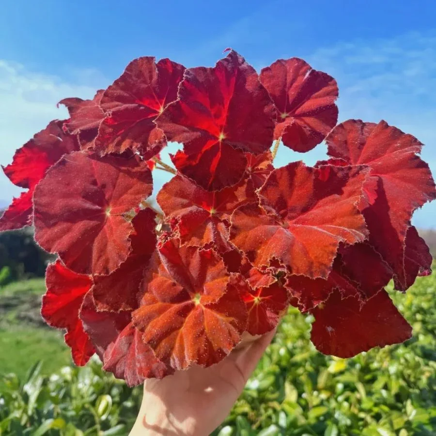 Twilight of the Gods Begonia Seeds