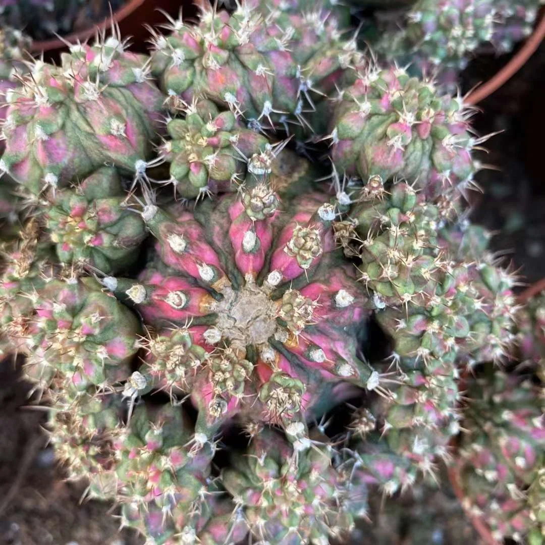 plant Aeonium Echeveria Haworthia  Caudex  Lithops Cactus  Agave 