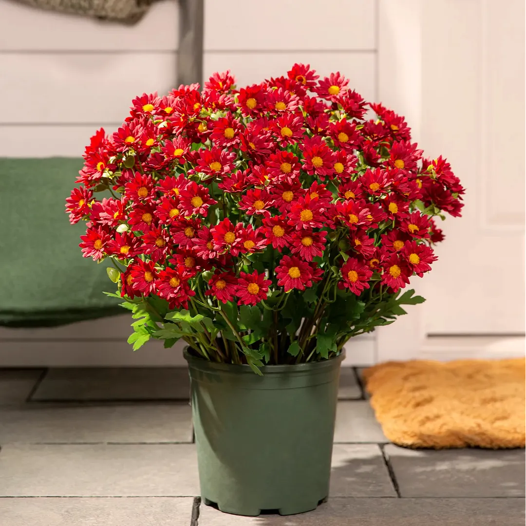 💥Last Day Each Only $2.59- Artificial Outdoor Sunset Mums Flowers - UV resistant. Waterproof. Windproof