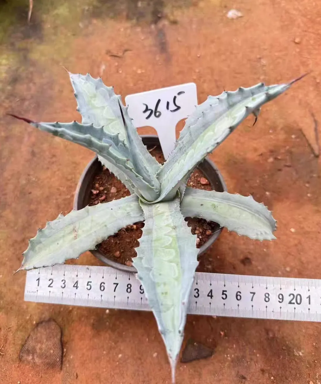 plant Aeonium Echeveria Haworthia  Caudex  Lithops Cactus  Agave 