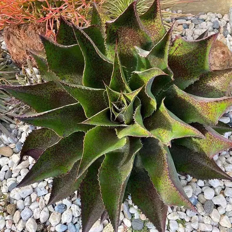 plant Aeonium Echeveria Haworthia  Caudex  Lithops Cactus  Agave 