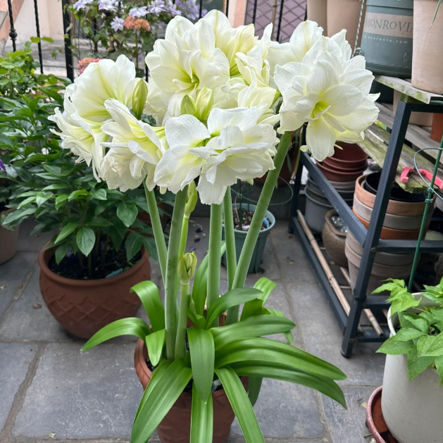 🌺Afre - The Latest Double Amaryllis Variety Bulb
