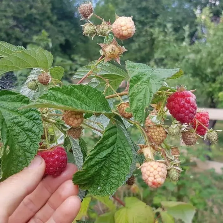 🍓Red Raspberry Seeds