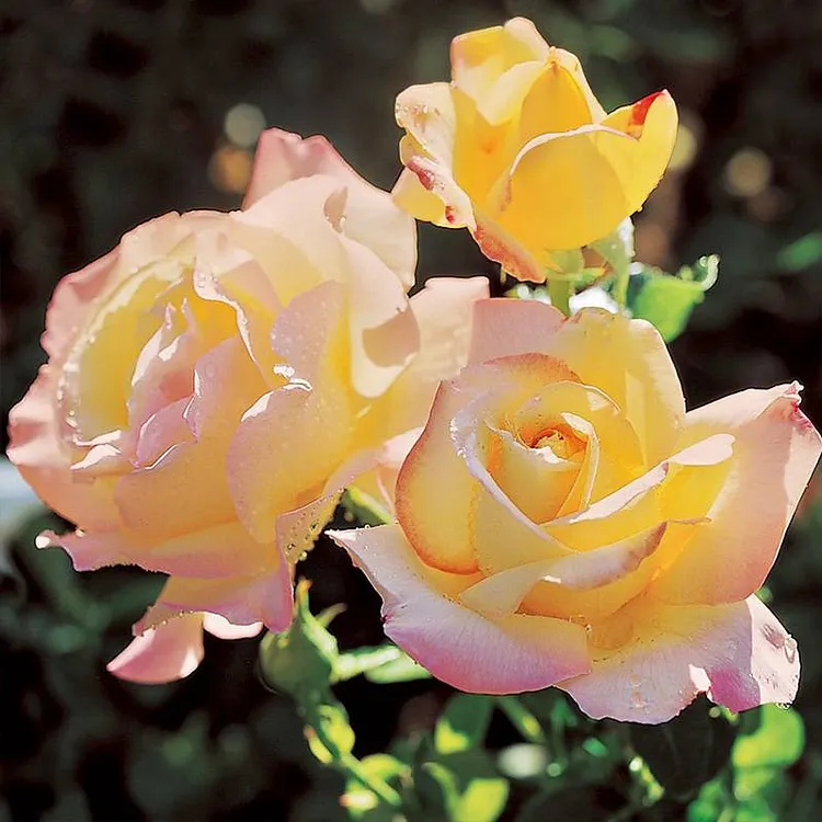 Blue Girl Hybrid Tea Flower Rose Seeds--authentic Seeds