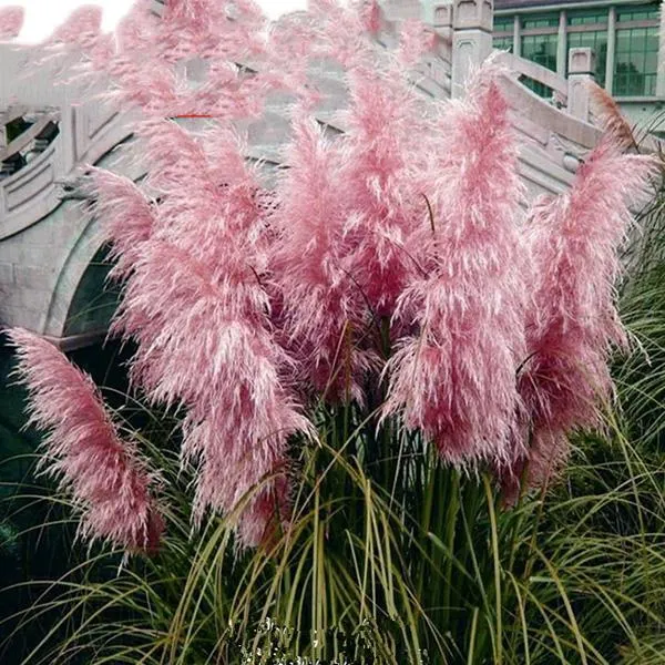 100Pcs Muhlenbergia Capillaris