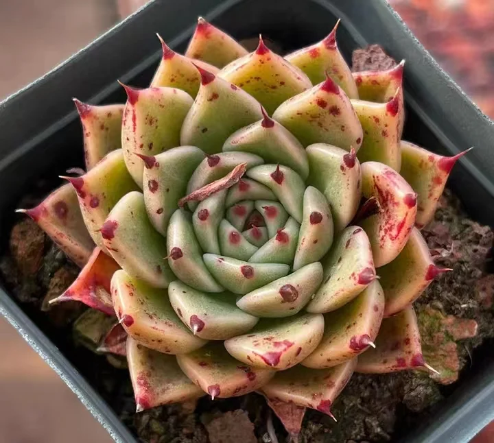 plant Aeonium Echeveria Haworthia  Caudex  Lithops Cactus  Agave 