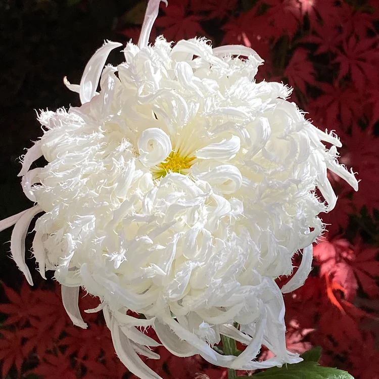 Chrysanthemum Flower Seeds- Elegant Flower