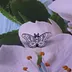 Dark Dream Butterfly