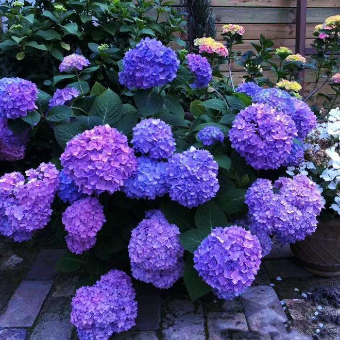 Hydrangea Seed: Beautiful, reunion and gratitude