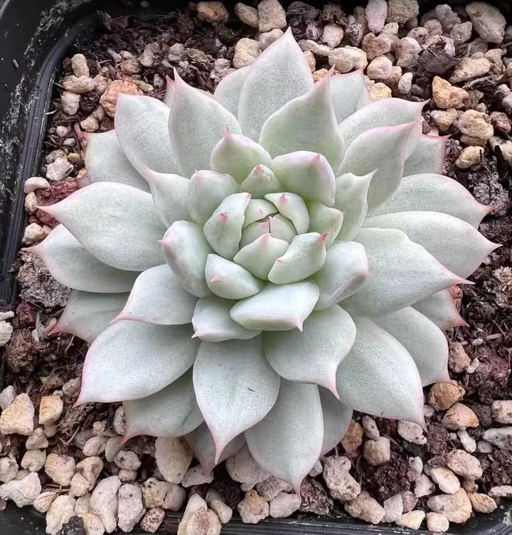 plant Aeonium Echeveria Haworthia  Caudex  Lithops Cactus  Agave 