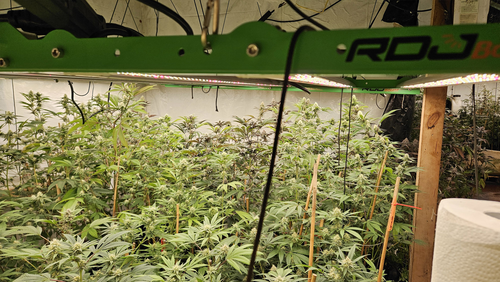 The Ultimate Guide to RDJ Bouns LED Grow Lights: Boost Your Indoor Garden’s Growth and Yield