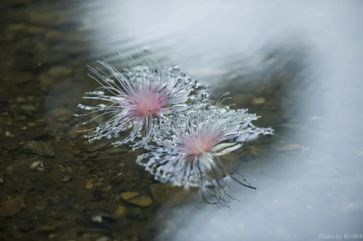 Barringtonia racemosa seeds🌸