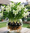 Phalaenopsis Lantern Flower Bulbs