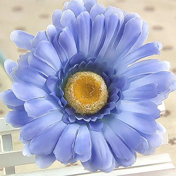 Blue gerbera flower seeds, sun flower