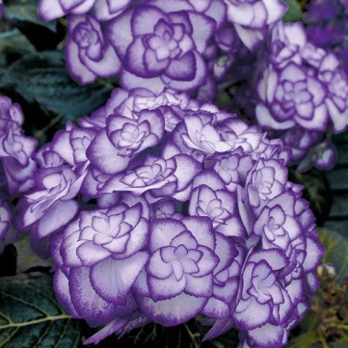 Outdoor hydrangea 'Miss Saori Purple' 50 Seeds