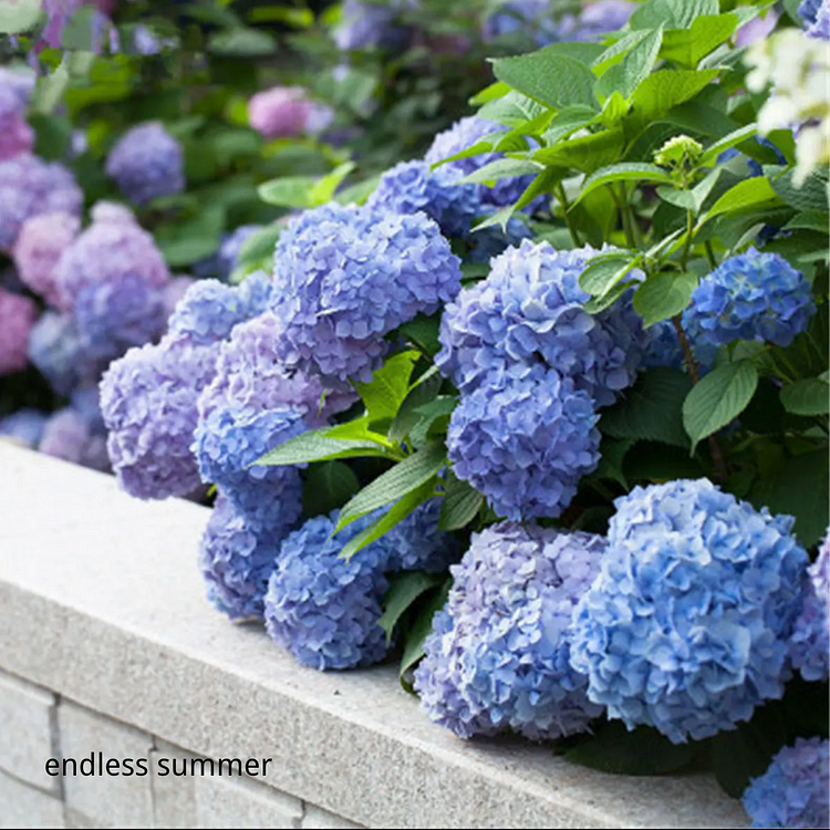 80 Pcs Hydrangea Seeds