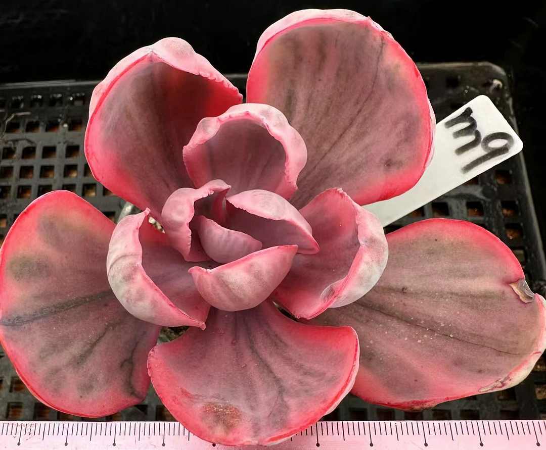 M✧succulent ·͜· ︎︎ᕷ Echeveria 'Pink Diamond' PP33,616 - 3.5