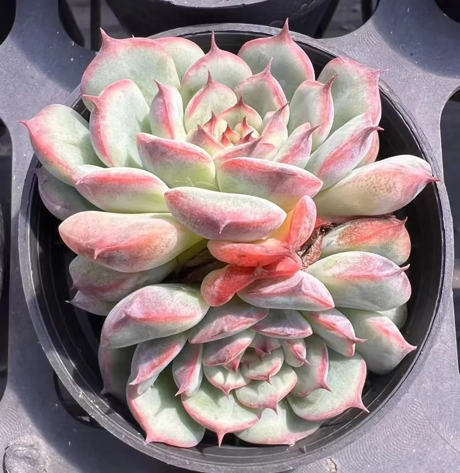 plant Aeonium Echeveria Haworthia  Caudex  Lithops Cactus  Agave 