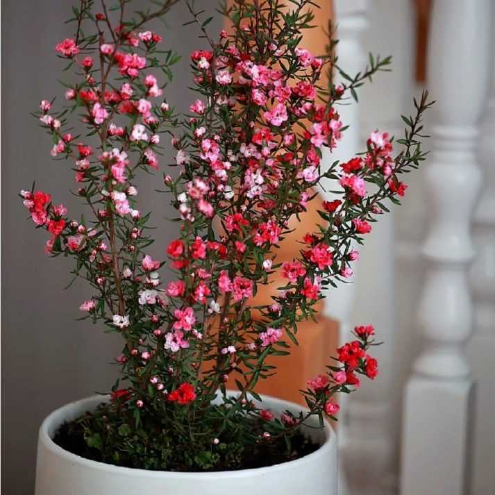 Leptospermum Scoparium Red Damask Seeds