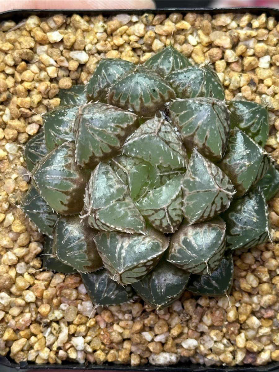 bjbm41.Haworthia cooperi Lou lan 3-4cm/ Haworthia/ Succulent plants / Garden landscape / Carefully select healthy plants