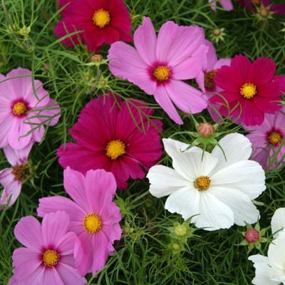 Wildflower Northeast Mix Jonyparkseed®