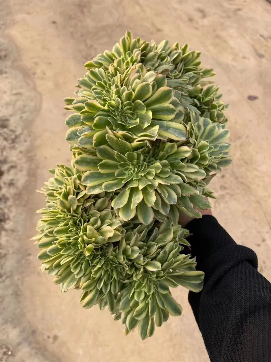 193.  Yan ning crested / Aeonium crested  /Succulent plants / Garden landscape / Carefully select healthy plants