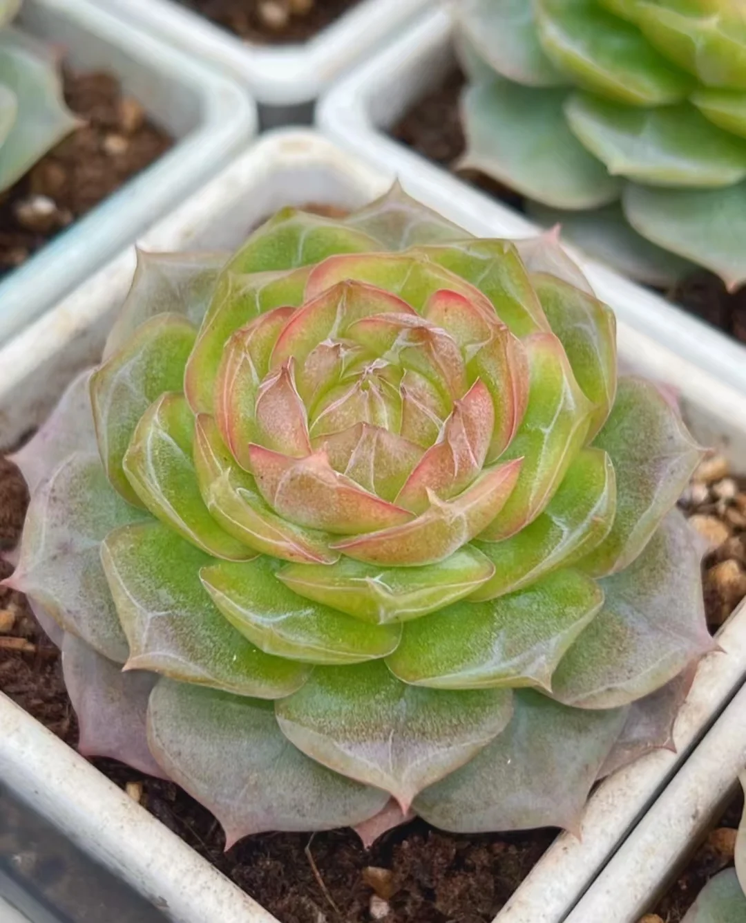 plant Aeonium Echeveria Haworthia  Caudex  Lithops Cactus  Agave 