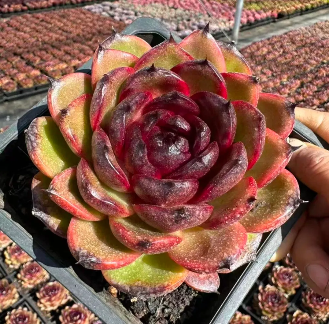 plant Aeonium Echeveria Haworthia  Caudex  Lithops Cactus  Agave 