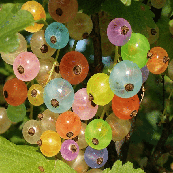 Rainbow Color Cape Gooseberry Seeds Jonyparkseed®