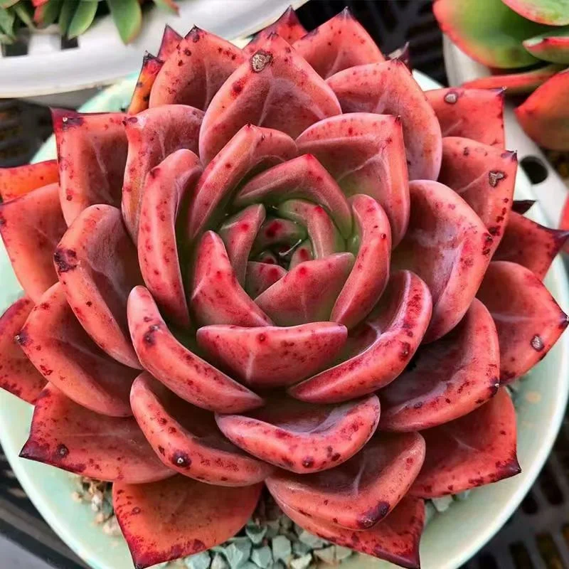 408. Pink Champagne single head and cluster/Echeveria /Succulent plants/  Garden landscape / Carefully select healthy plants