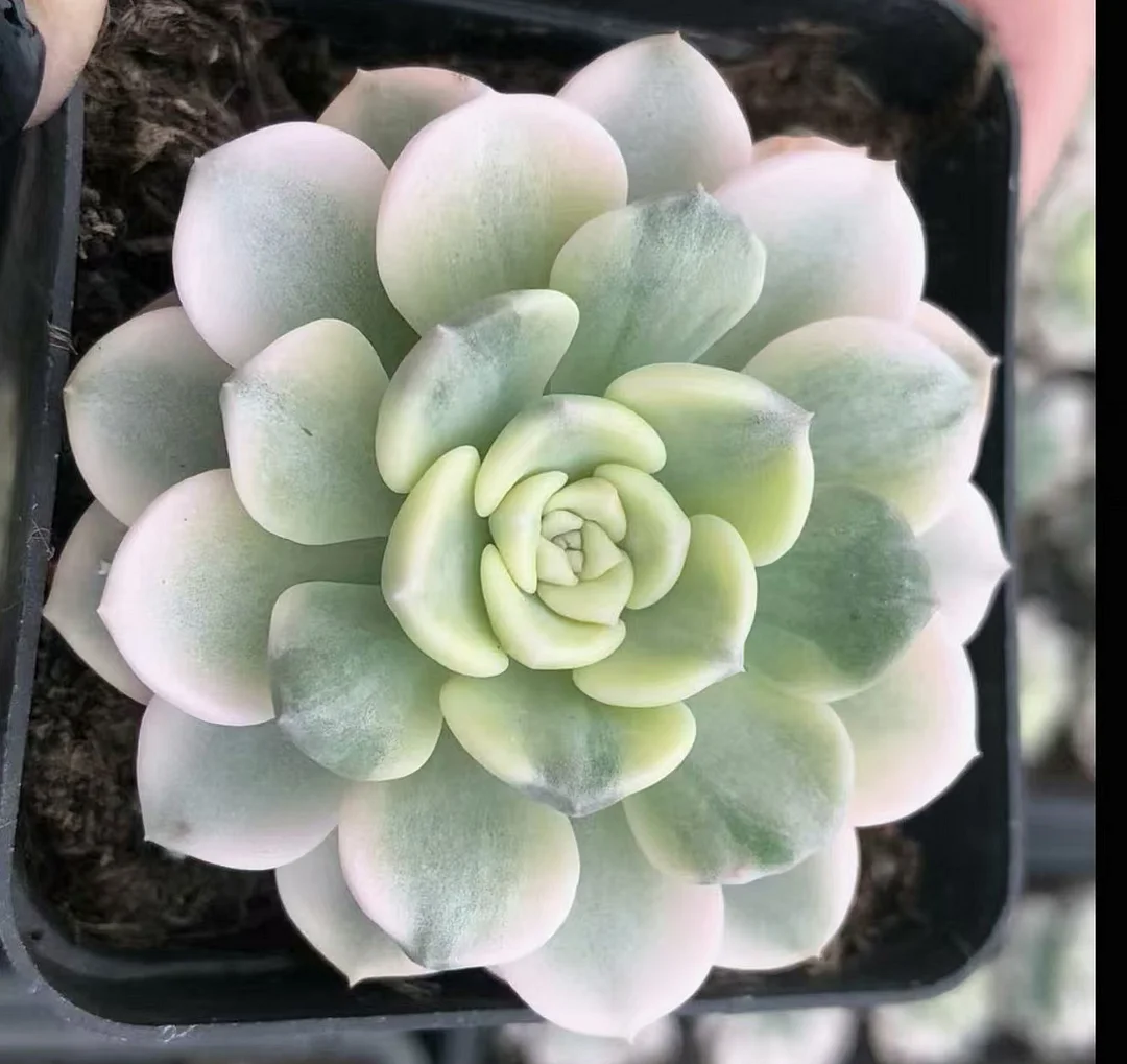 plant Aeonium Echeveria Haworthia  Caudex  Lithops Cactus  Agave 