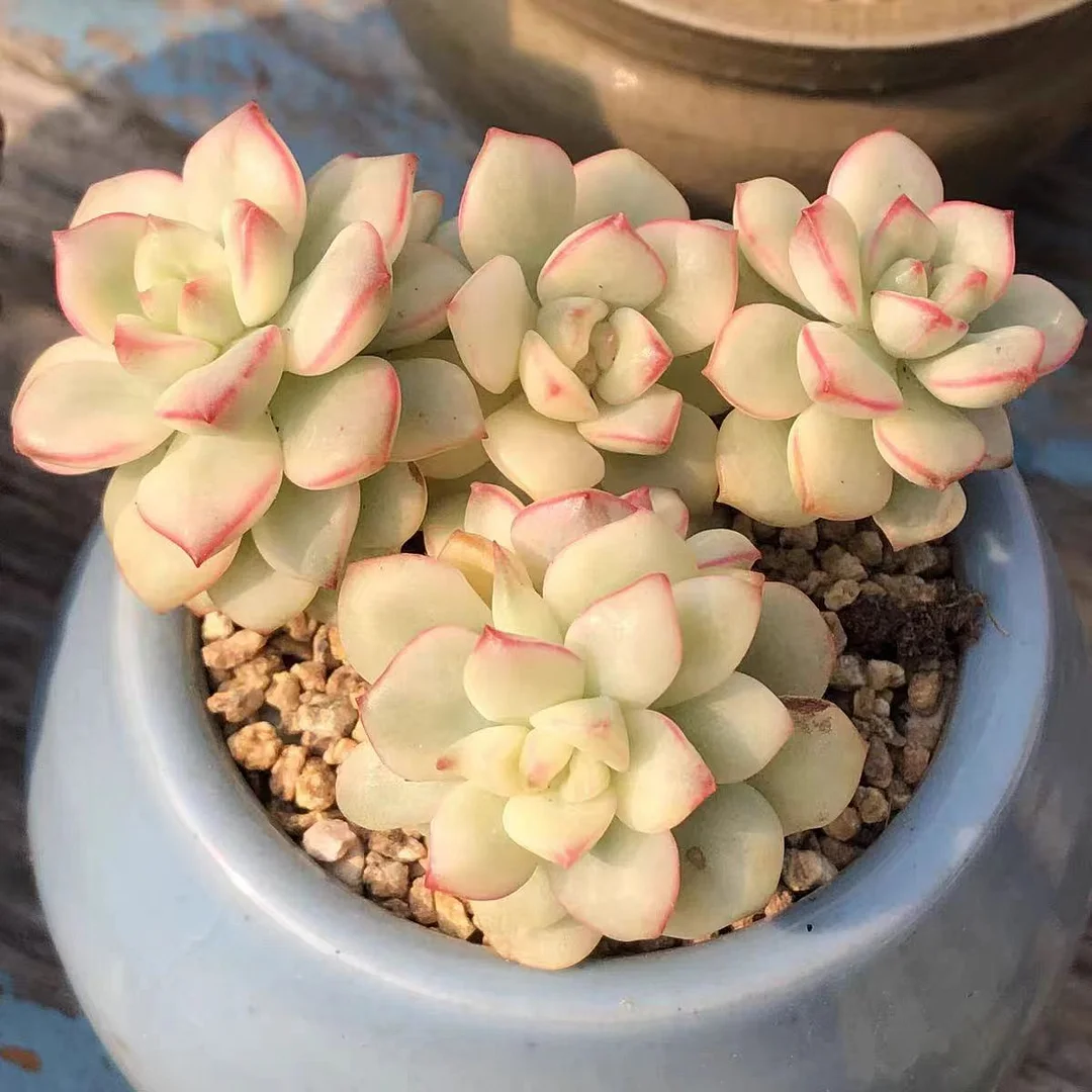 761.  Tencho variation  single head and cluster/ Echeveria / Succulent plants / Garden landscape / Carefully select healthy plants