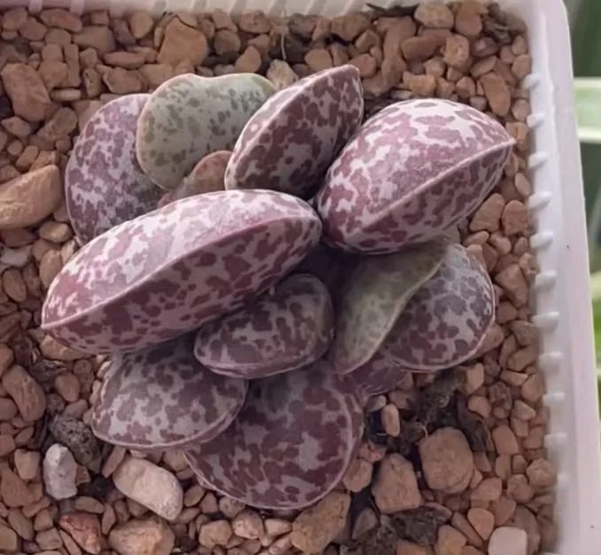 plant Aeonium Echeveria Haworthia  Caudex  Lithops Cactus  Agave 