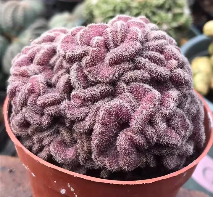 615. Mammillaria compressa cv. Yokan has roots  4-5cm  /Cactus plants /Succulent plants /  Garden landscape / Carefully select healthy plants